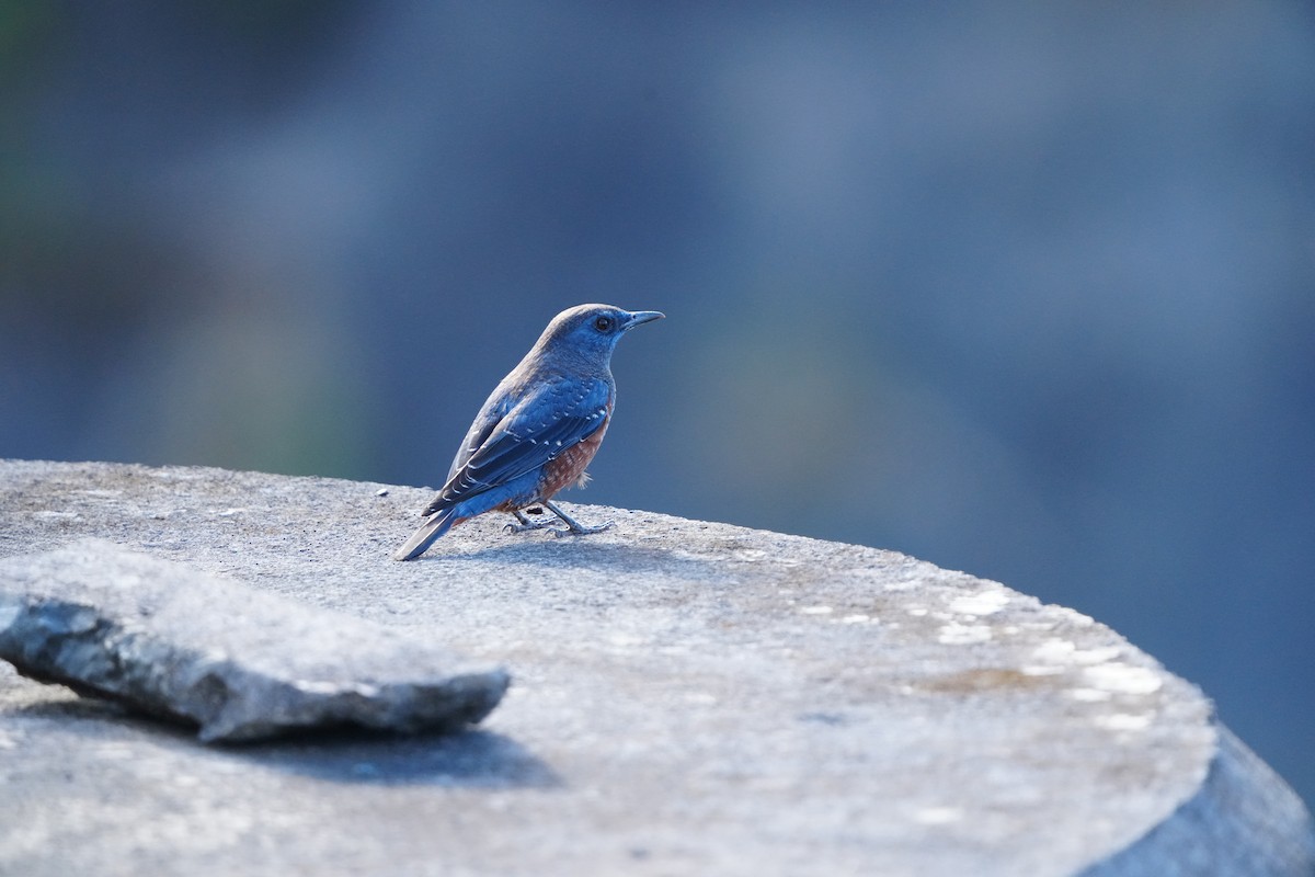 Blue Rock-Thrush (philippensis) - ML647283702