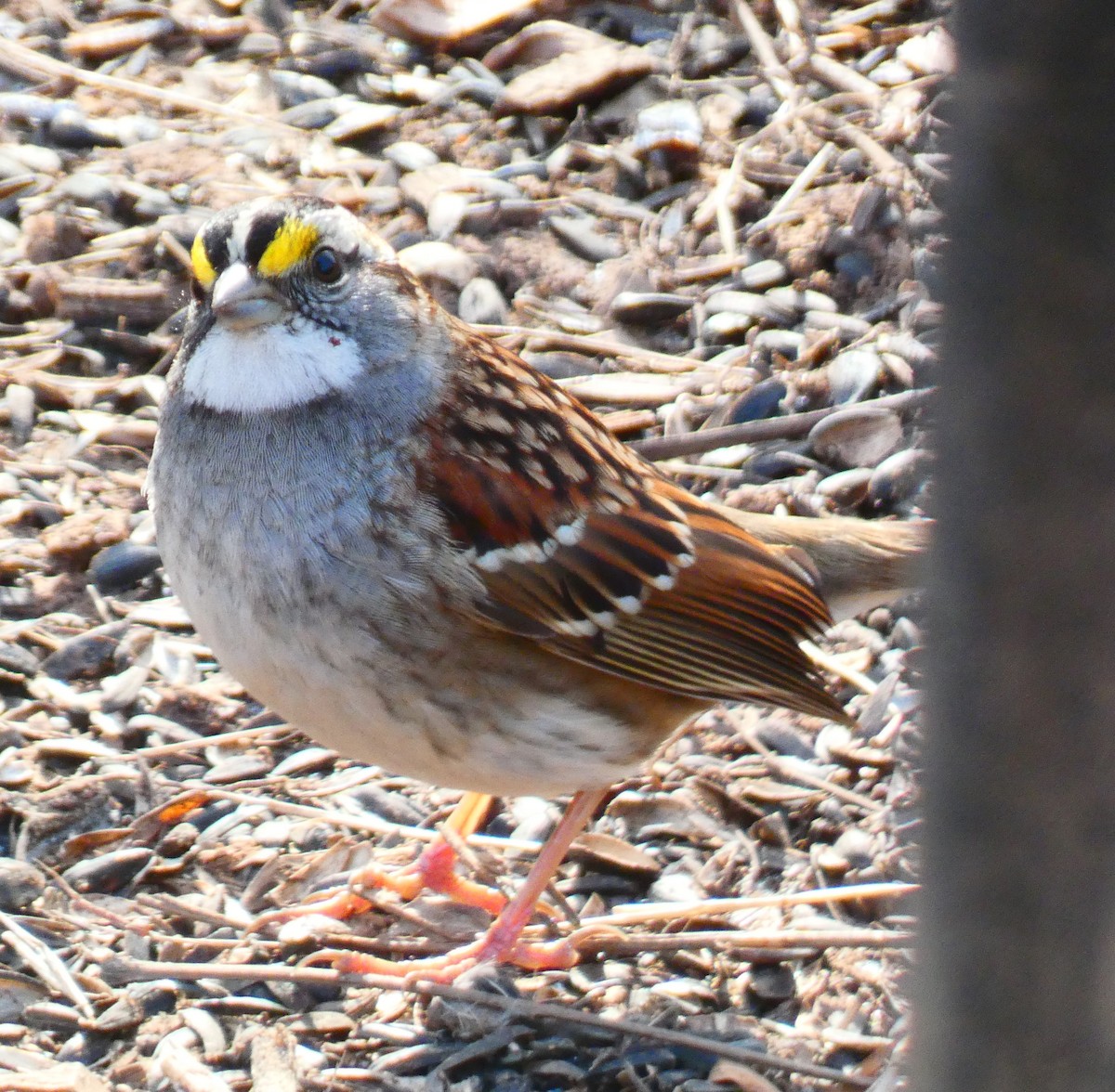 White-throated Sparrow - ML647283705
