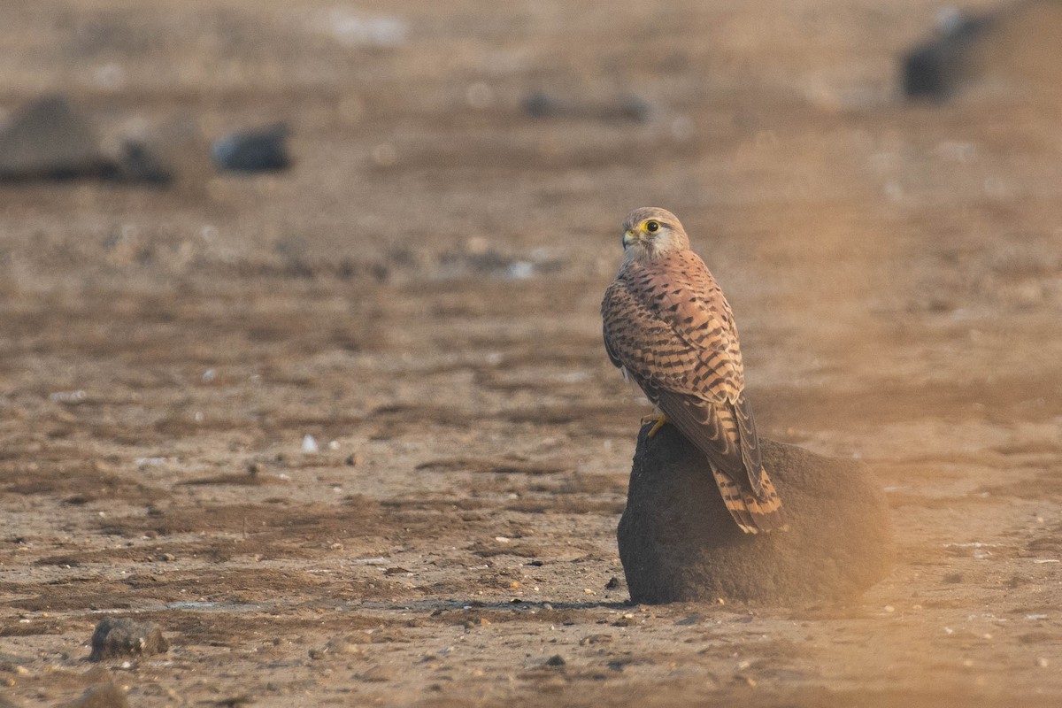 Пустельга - ML647283710