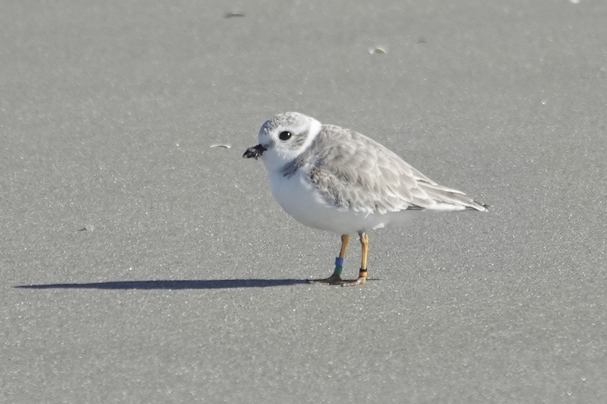 Flötenregenpfeifer - ML647283711