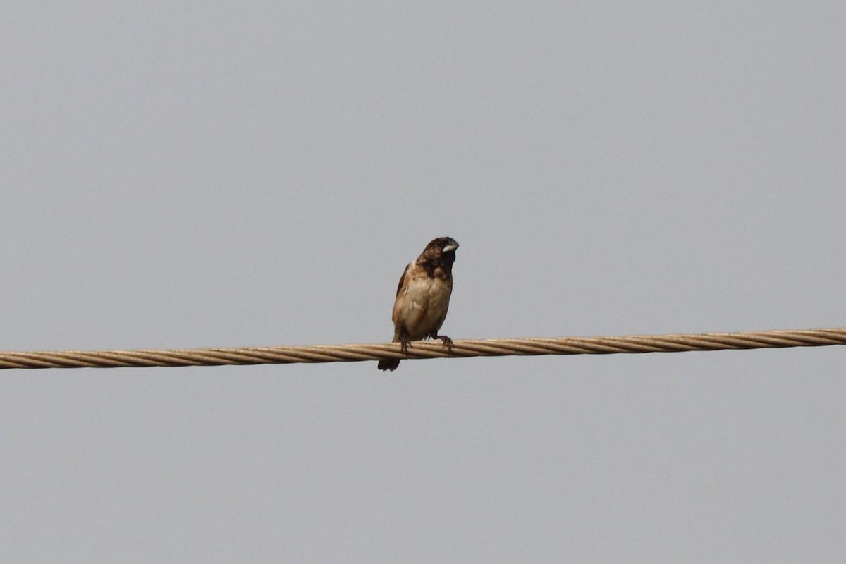 Bronze Mannikin - ML647283712