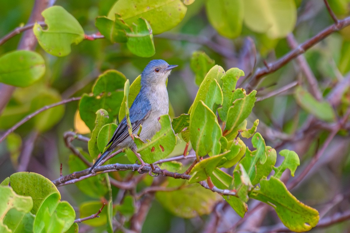 Bicolored Conebill - ML647283713