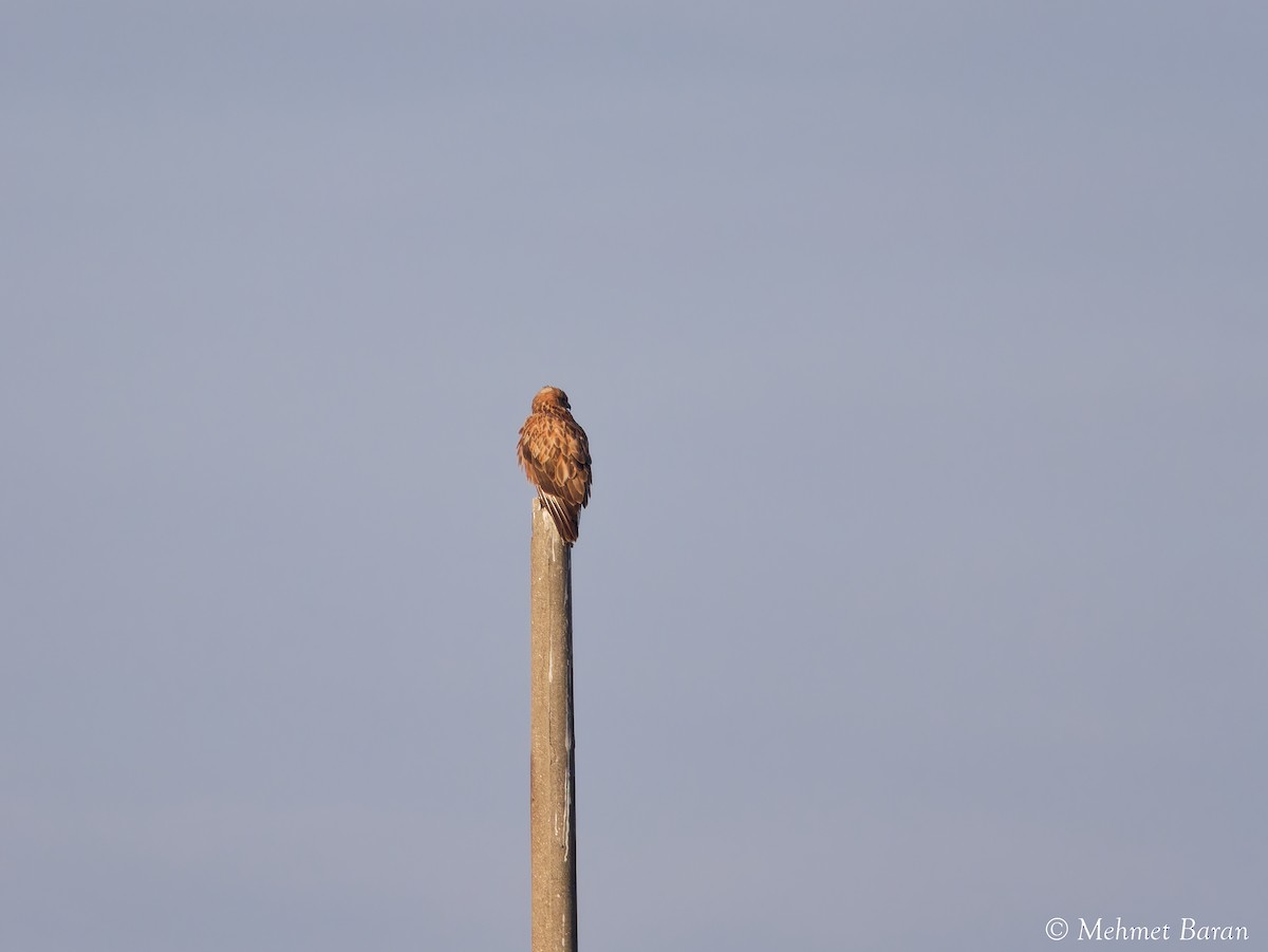 Long-legged Buzzard - ML647283715