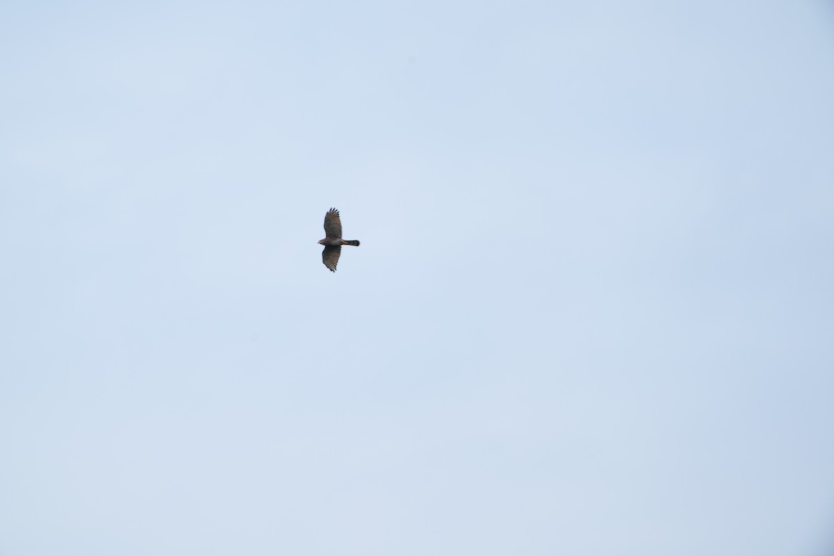 Gray-faced Buzzard - ML647283720