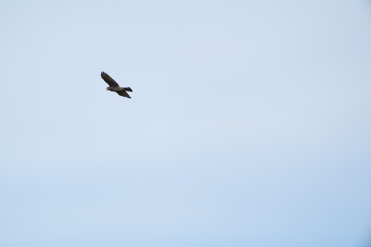 Gray-faced Buzzard - ML647283721