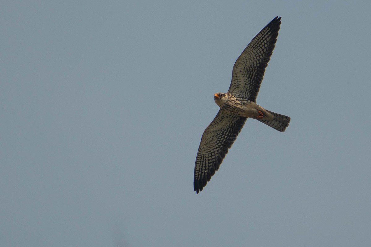 Амурский кобчик - ML647283731