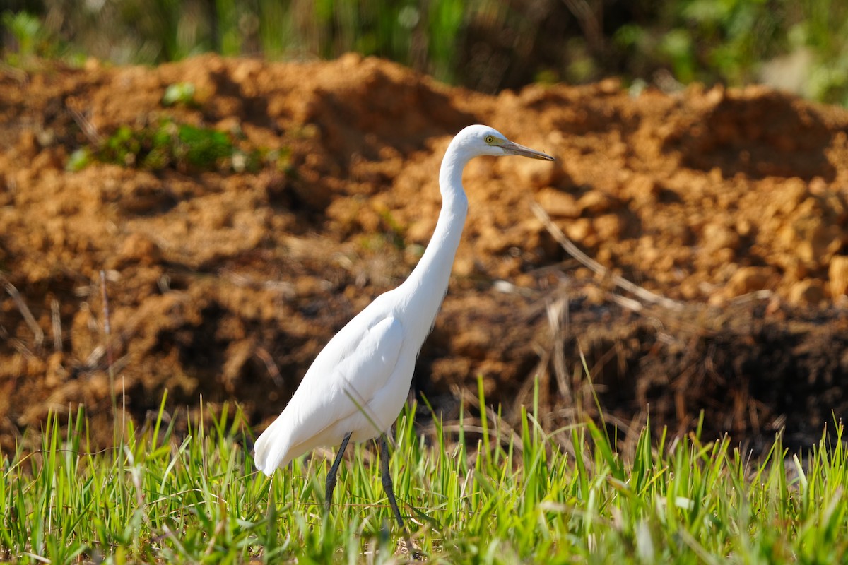 Great Egret (modesta) - ML647283736