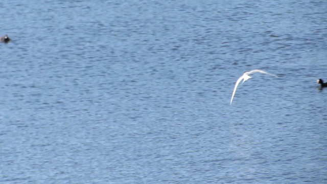 Arctic Tern - ML647283737