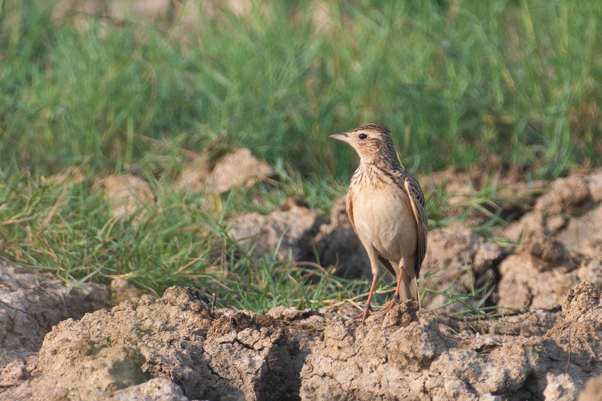 Индийский жаворонок - ML647283741