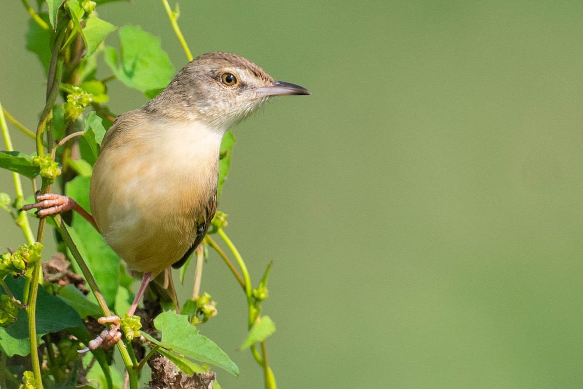 Буроголовая приния - ML647283763