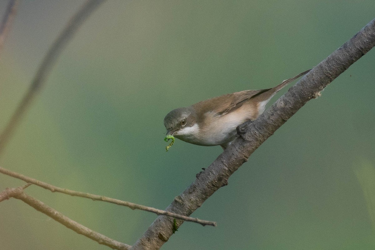 Славка-завирушка - ML647283775