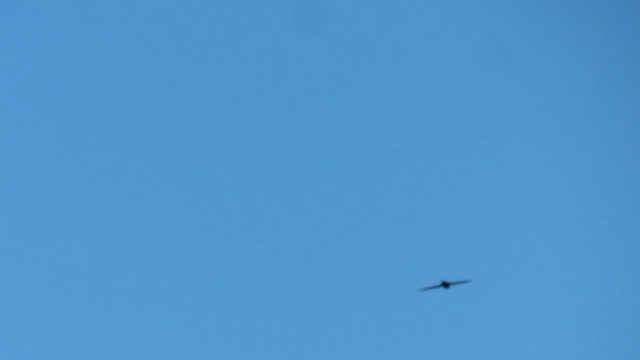 White-rumped Swift - ML647283780