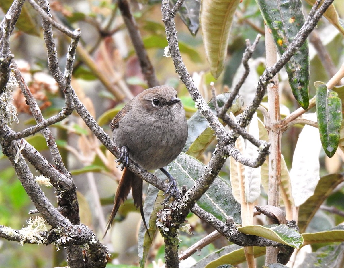 Mouse-colored Thistletail - ML647283787