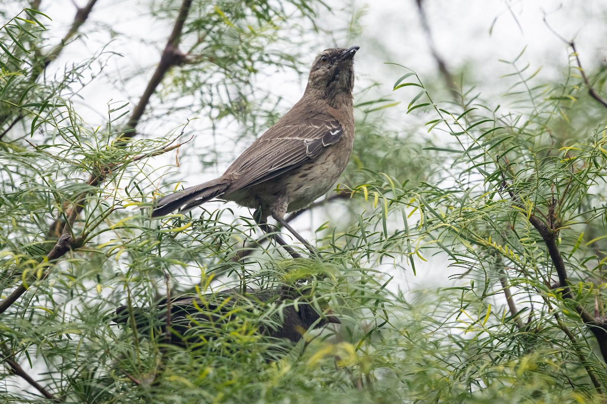 Chilean Mockingbird - ML647283793