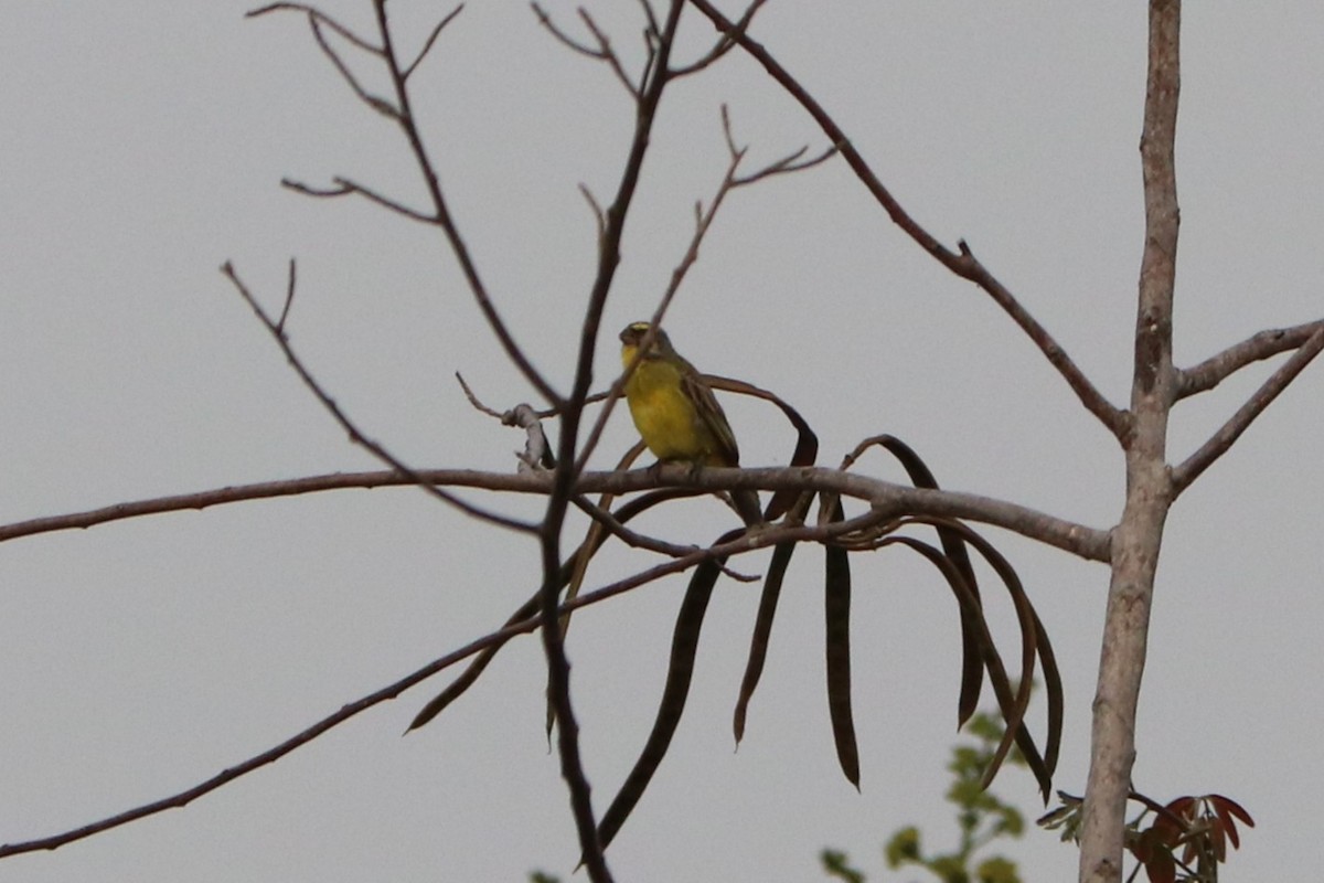 Yellow-fronted Canary - ML647283796