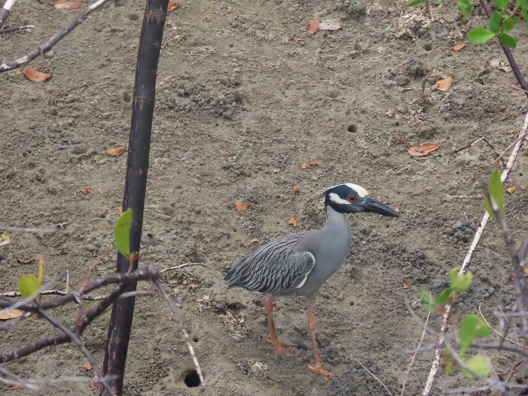 Yellow-crowned Night Heron - ML647283823