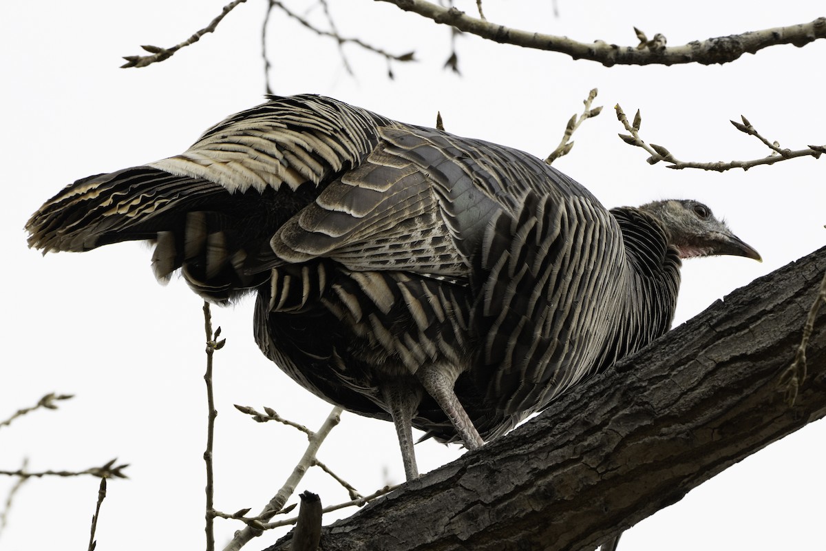 Wild Turkey - ML647283824