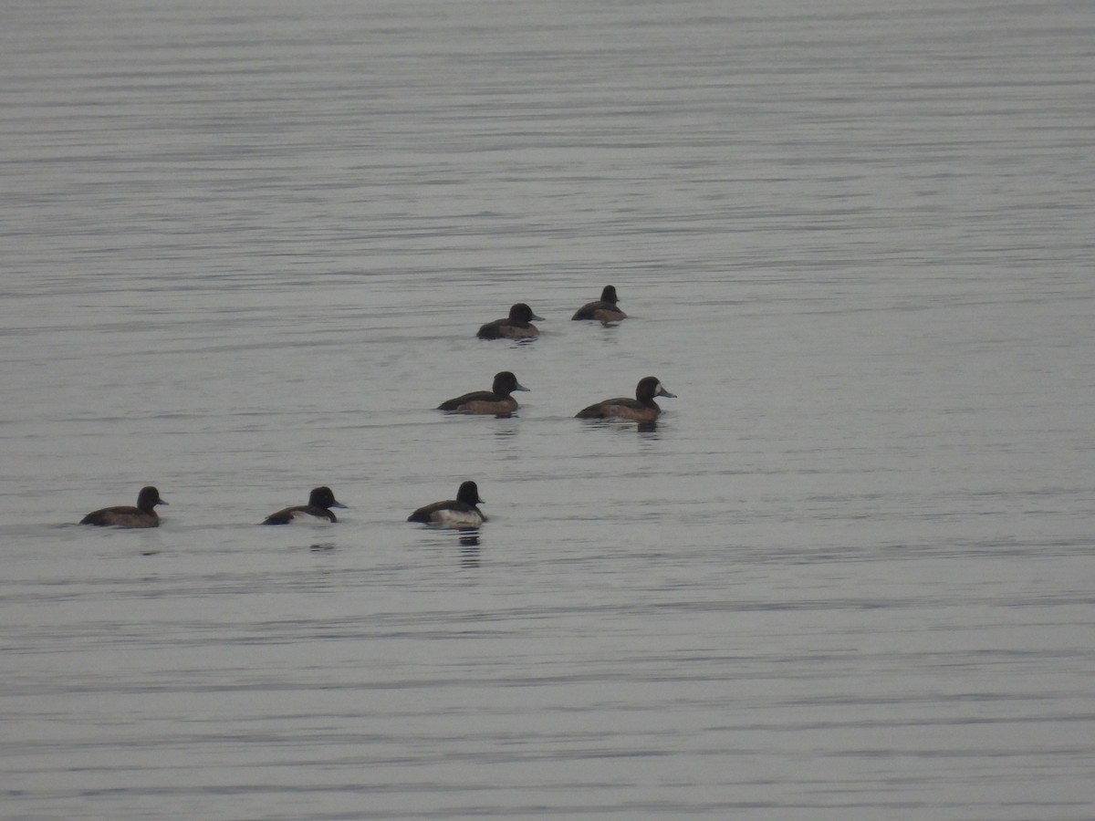 Fuligule milouinan - ML647283831