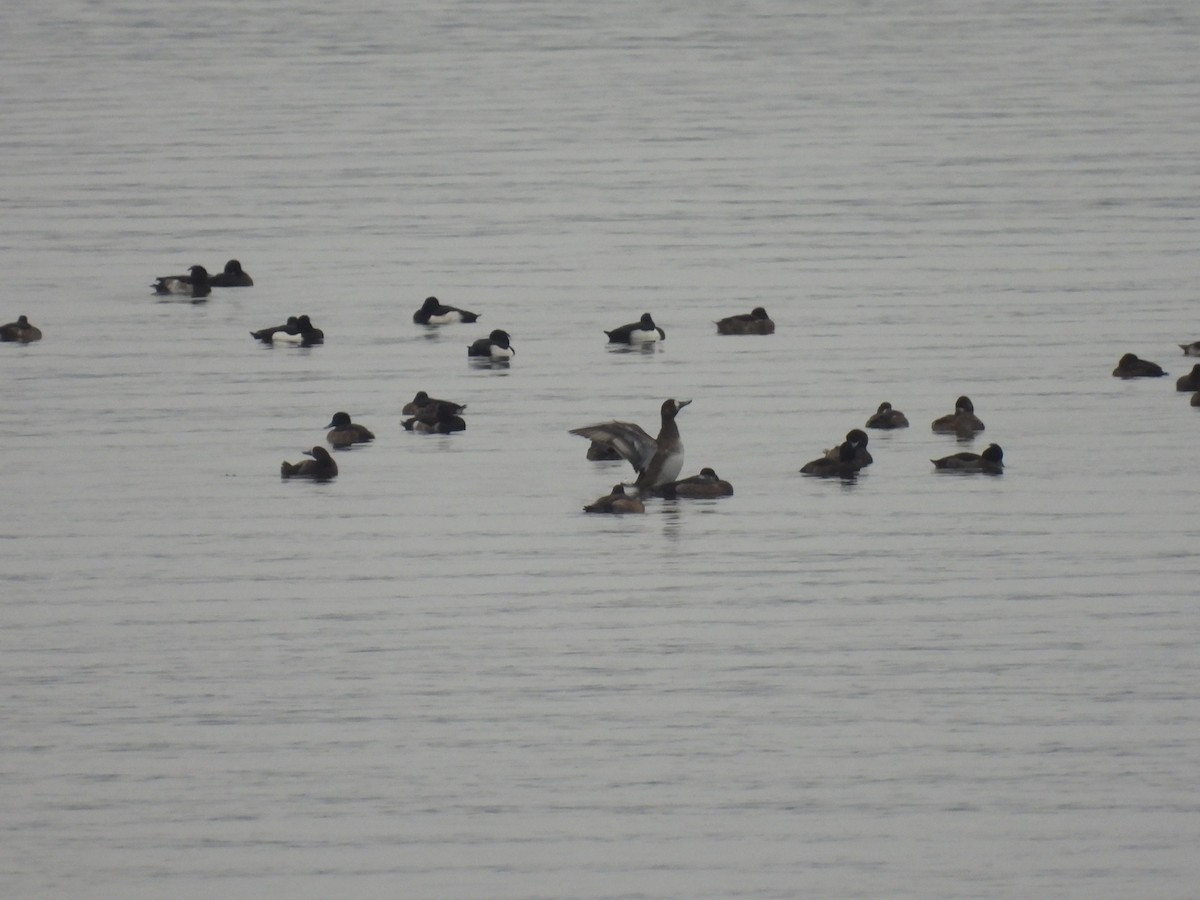 Fuligule milouinan - ML647283832