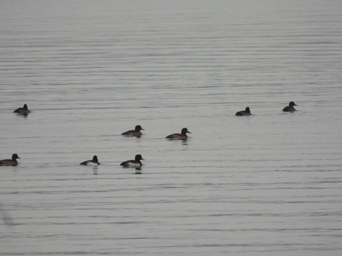 Fuligule milouinan - ML647283833