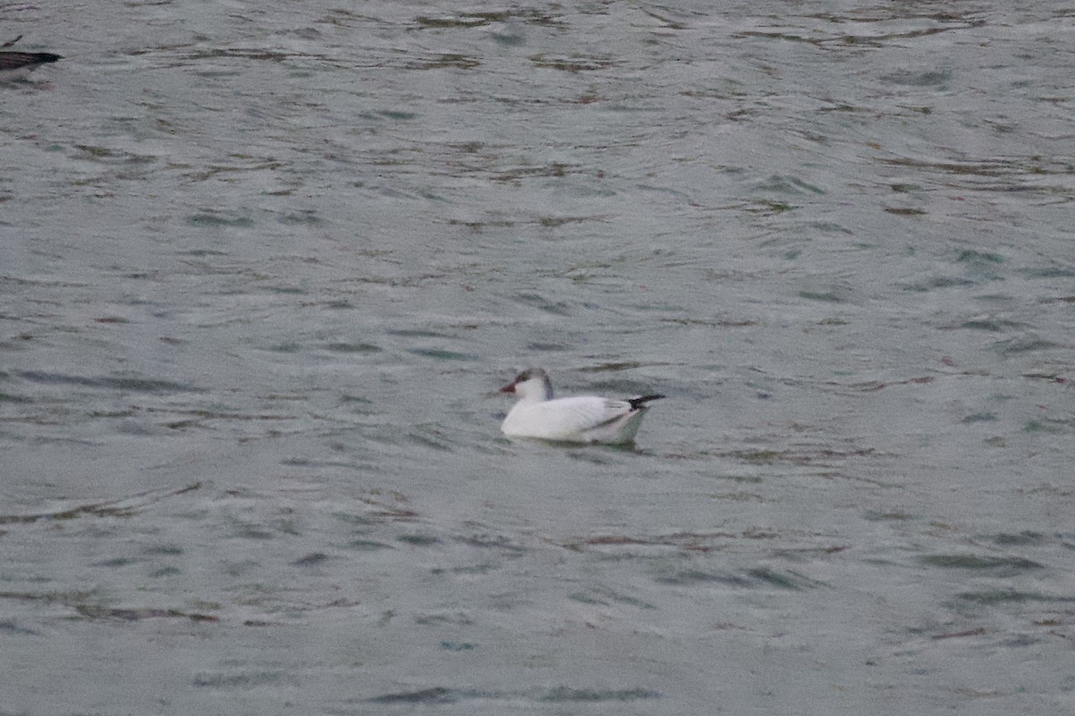 Ross's Goose - ML647283836