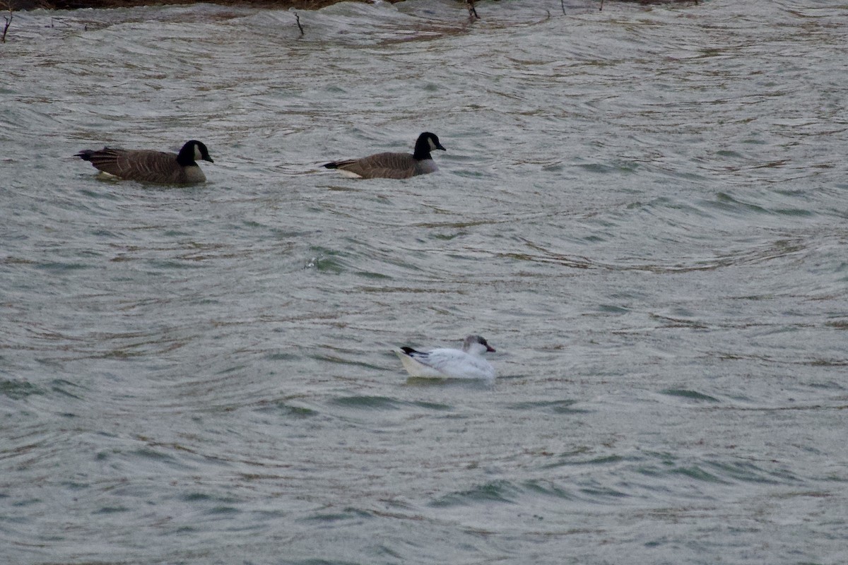 Ross's Goose - ML647283837