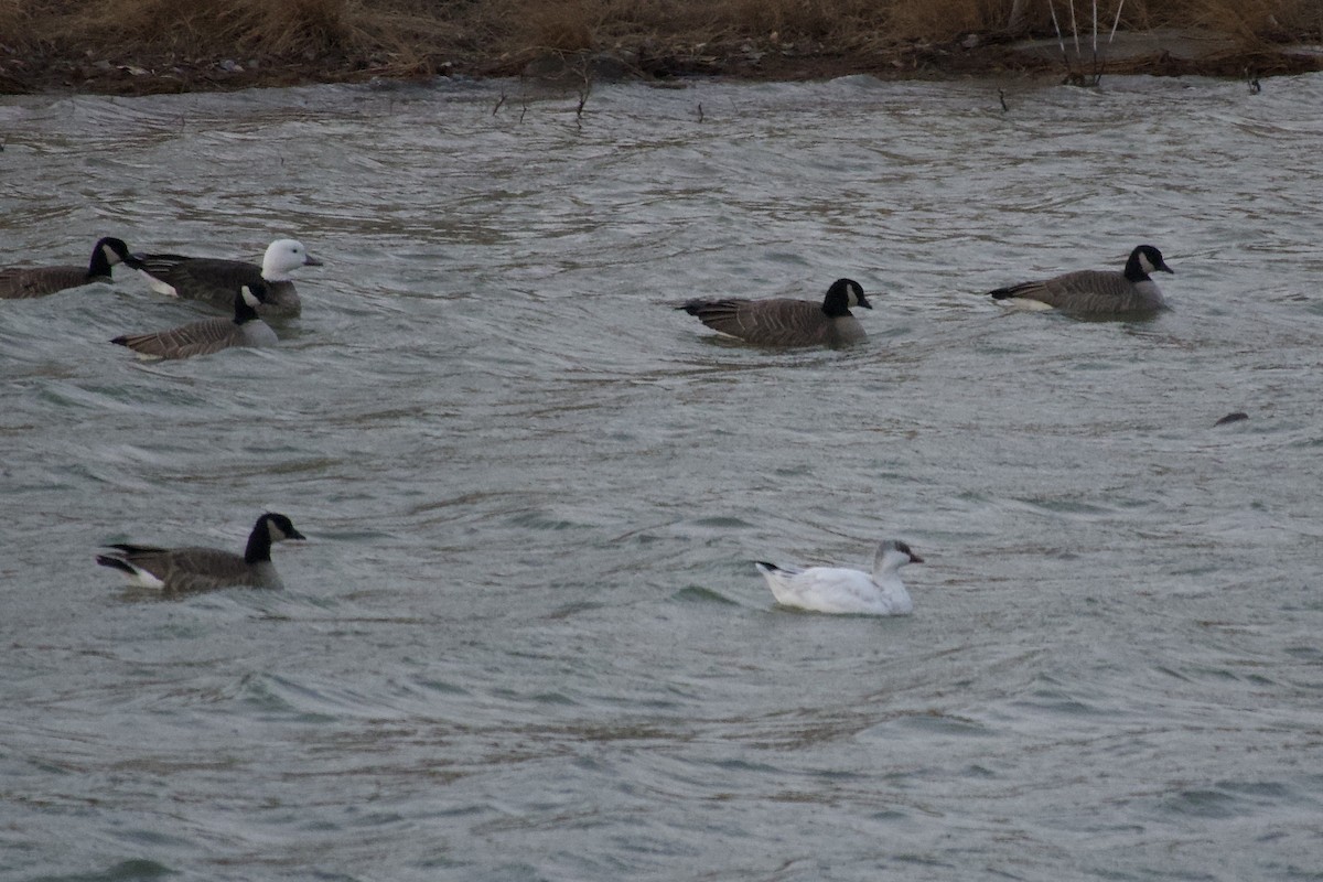 Ross's Goose - ML647283838