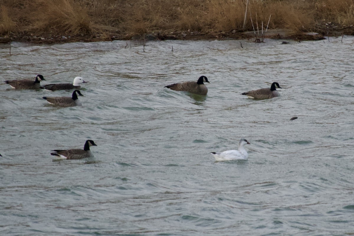 Ross's Goose - ML647283839