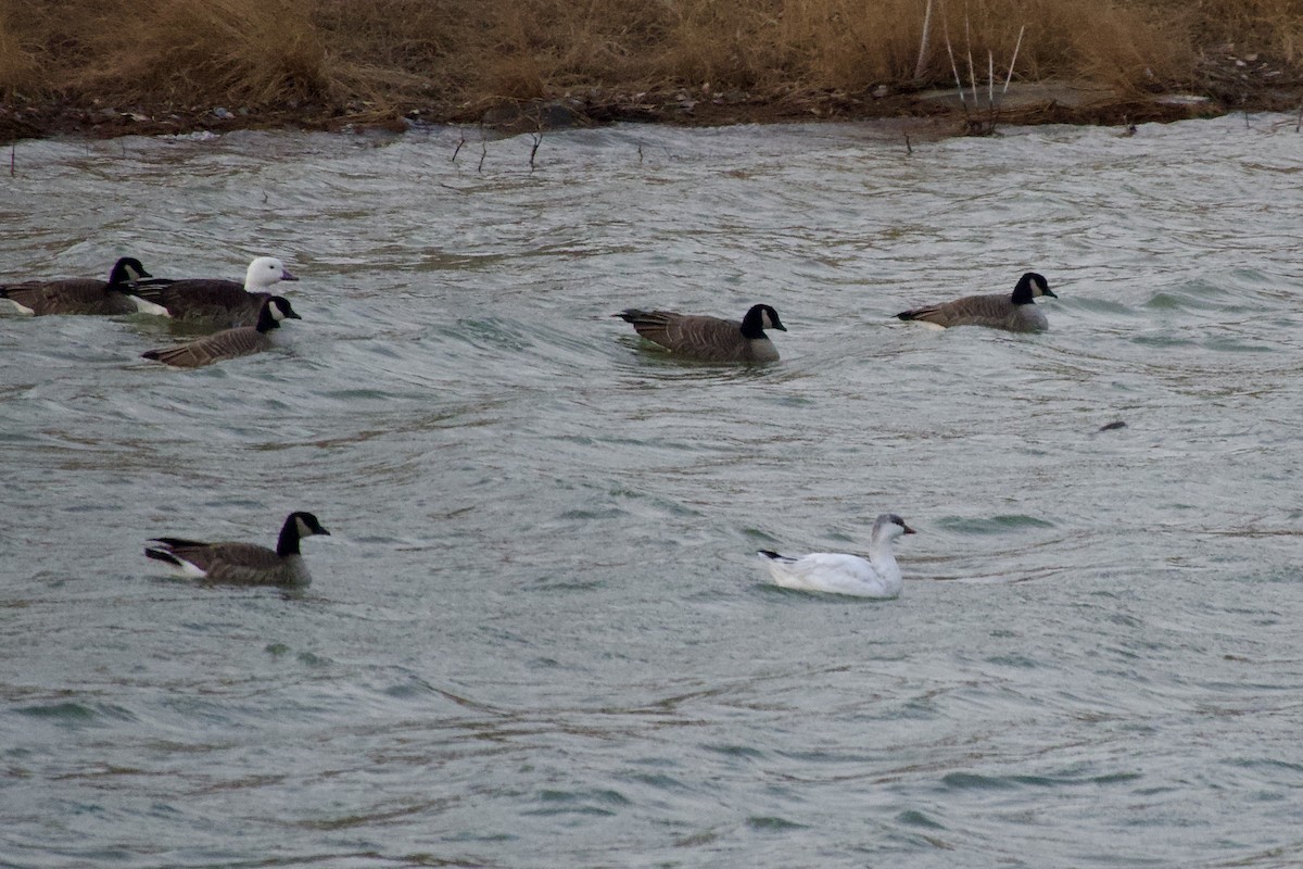 Ross's Goose - ML647283840