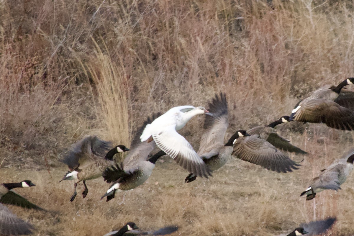 Ross's Goose - ML647283841