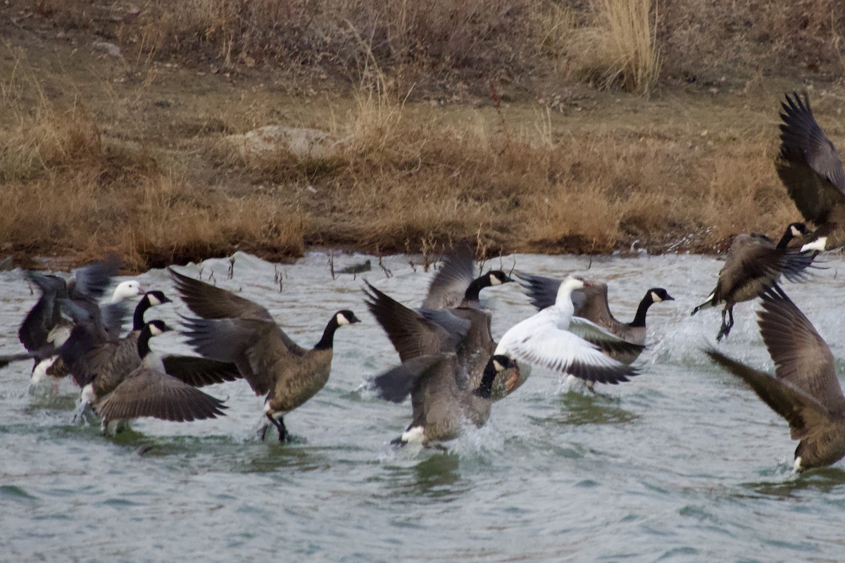 Ross's Goose - ML647283842