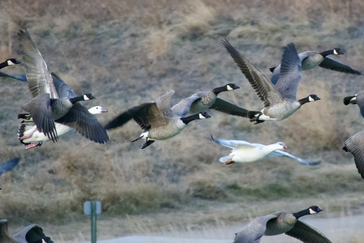 Ross's Goose - ML647283843