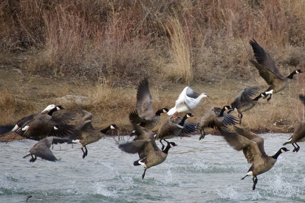 Ross's Goose - ML647283844