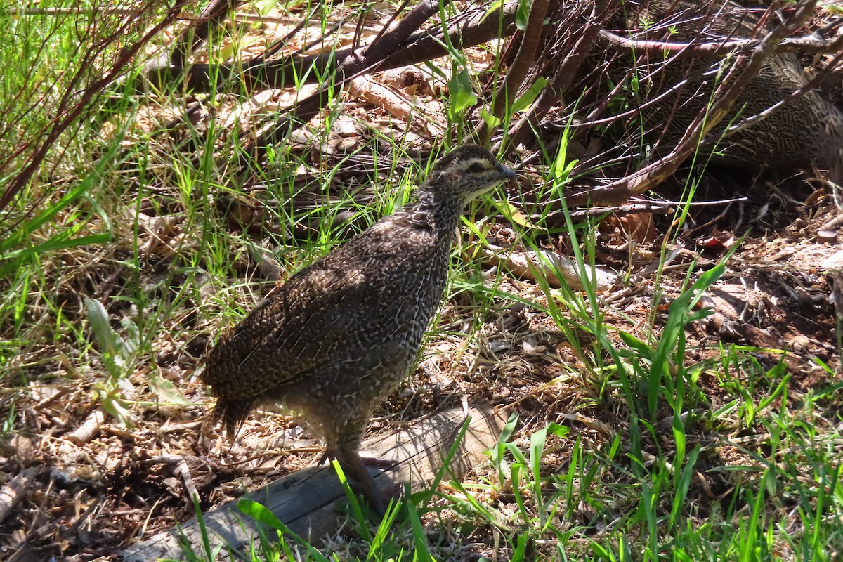 Kap Turacı - ML647283845