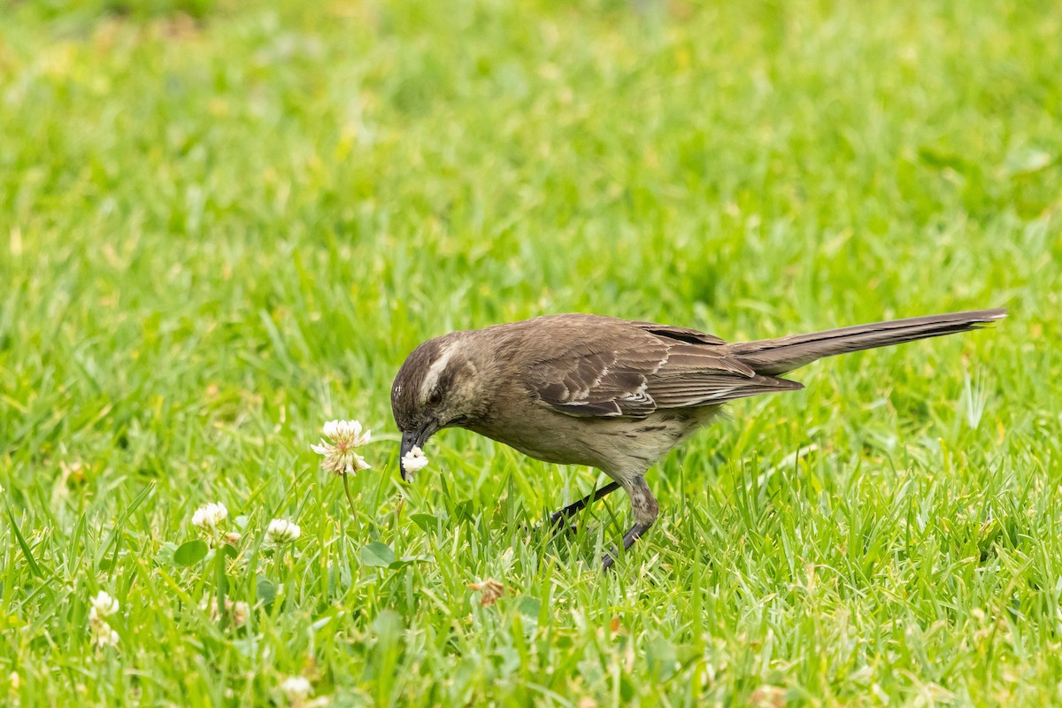 Chilean Mockingbird - ML647283846