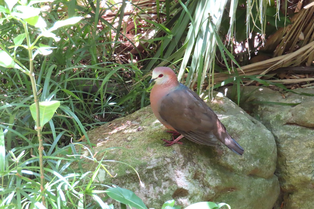 Ak Yüzlü Güvercin - ML647283852