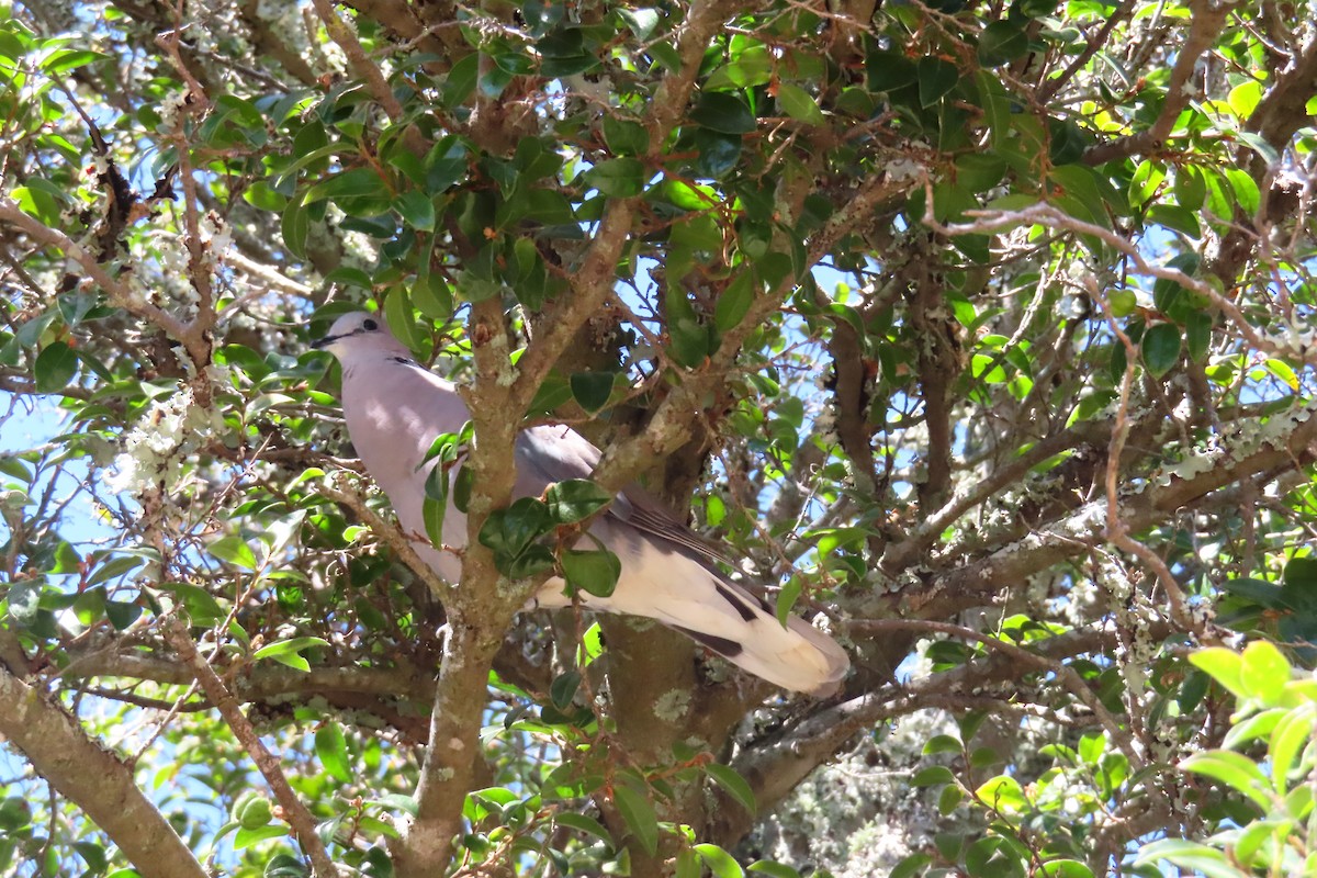 Halkalı Kap Kumrusu - ML647283871