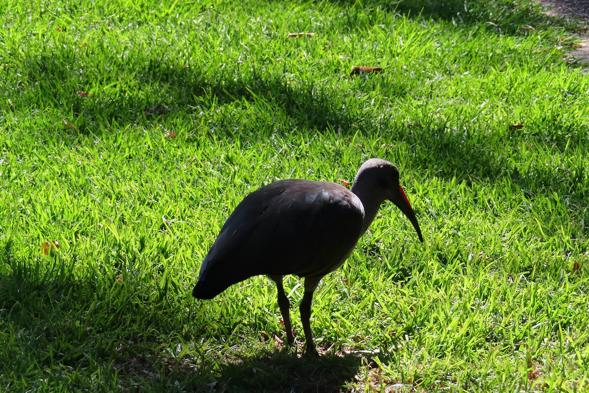 Хагедаш - ML647283882