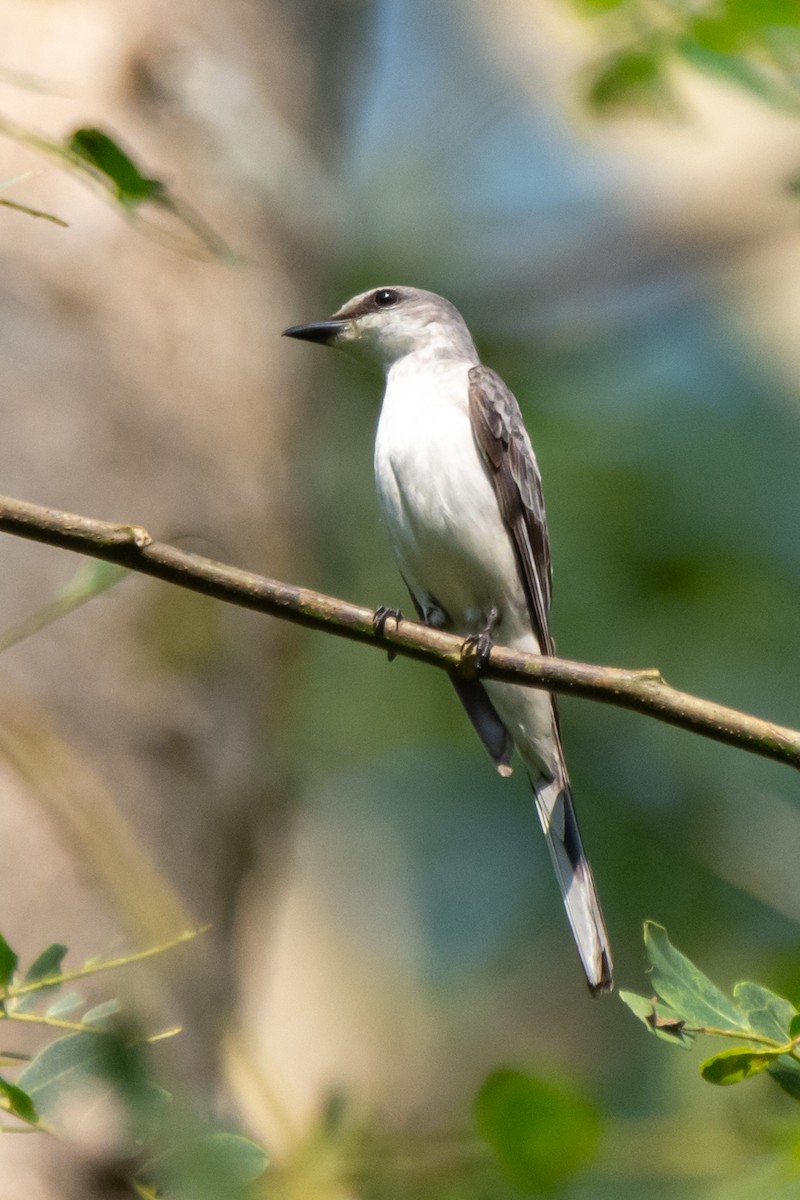 サンショウクイ - ML647283887