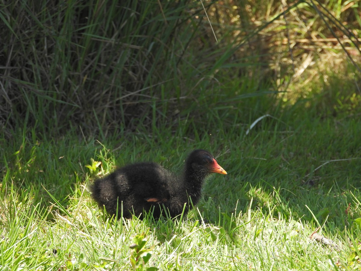 Dusky Moorhen - ML647283889
