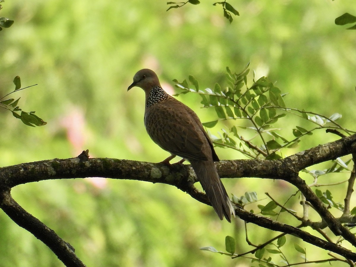 Spotted Dove - ML647283890