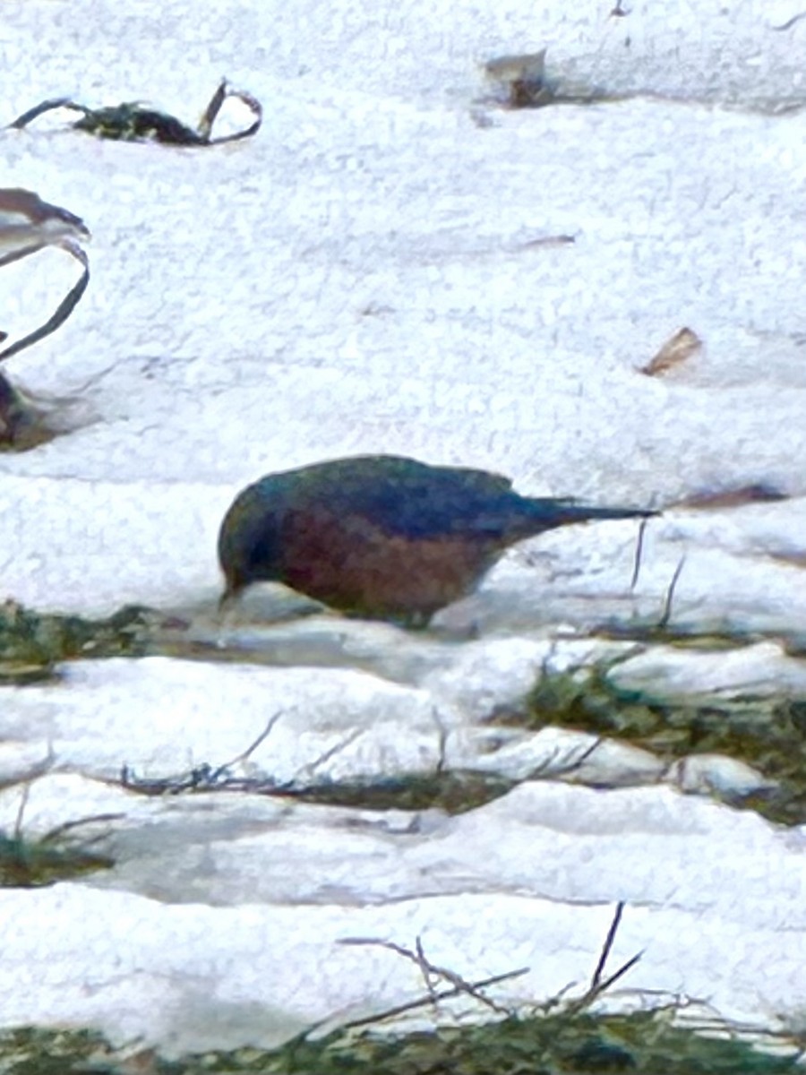 Azulejo Oriental - ML647283900