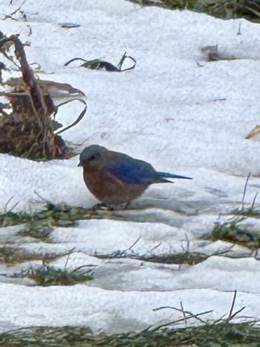 Azulejo Oriental - ML647283901