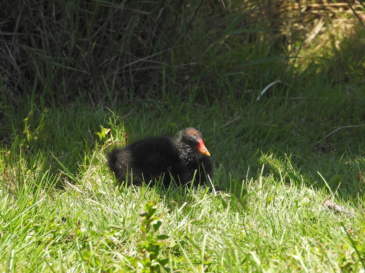 Dusky Moorhen - ML647283902