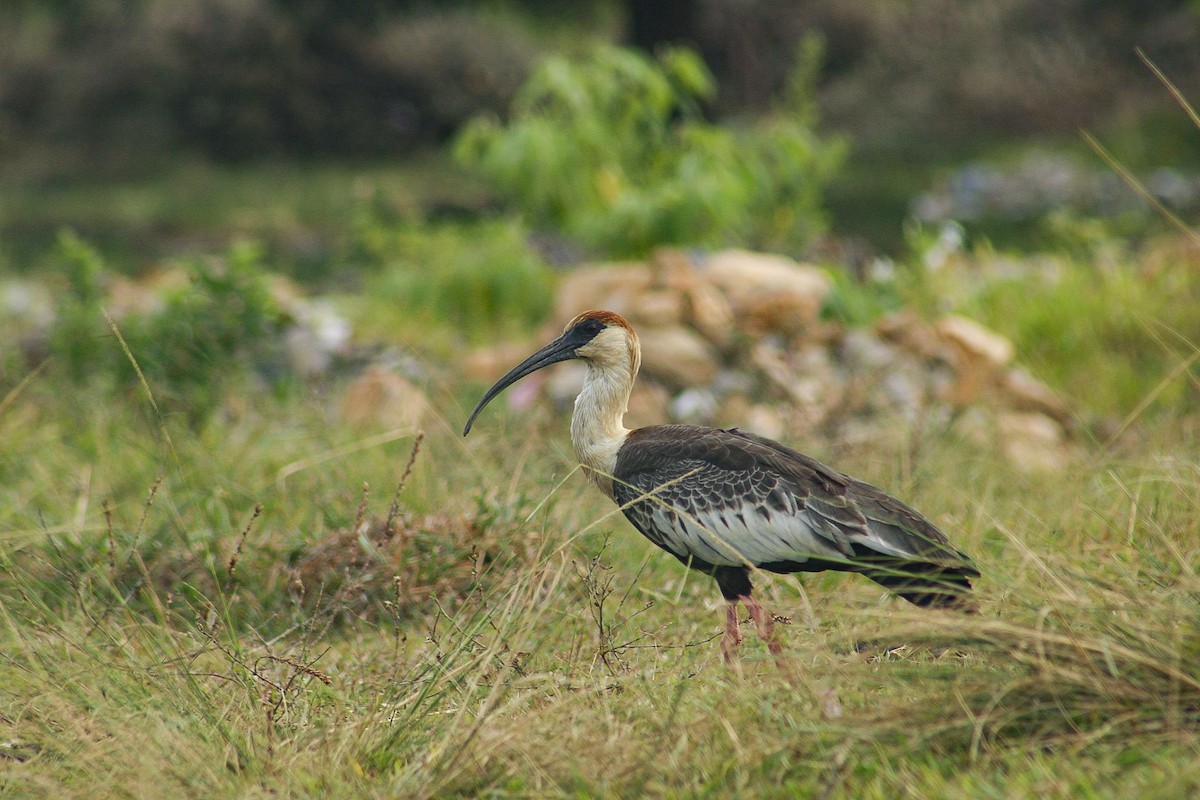 クロハラトキ - ML647283903
