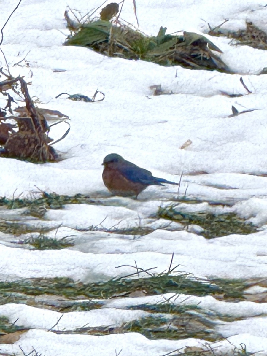 Azulejo Oriental - ML647283906