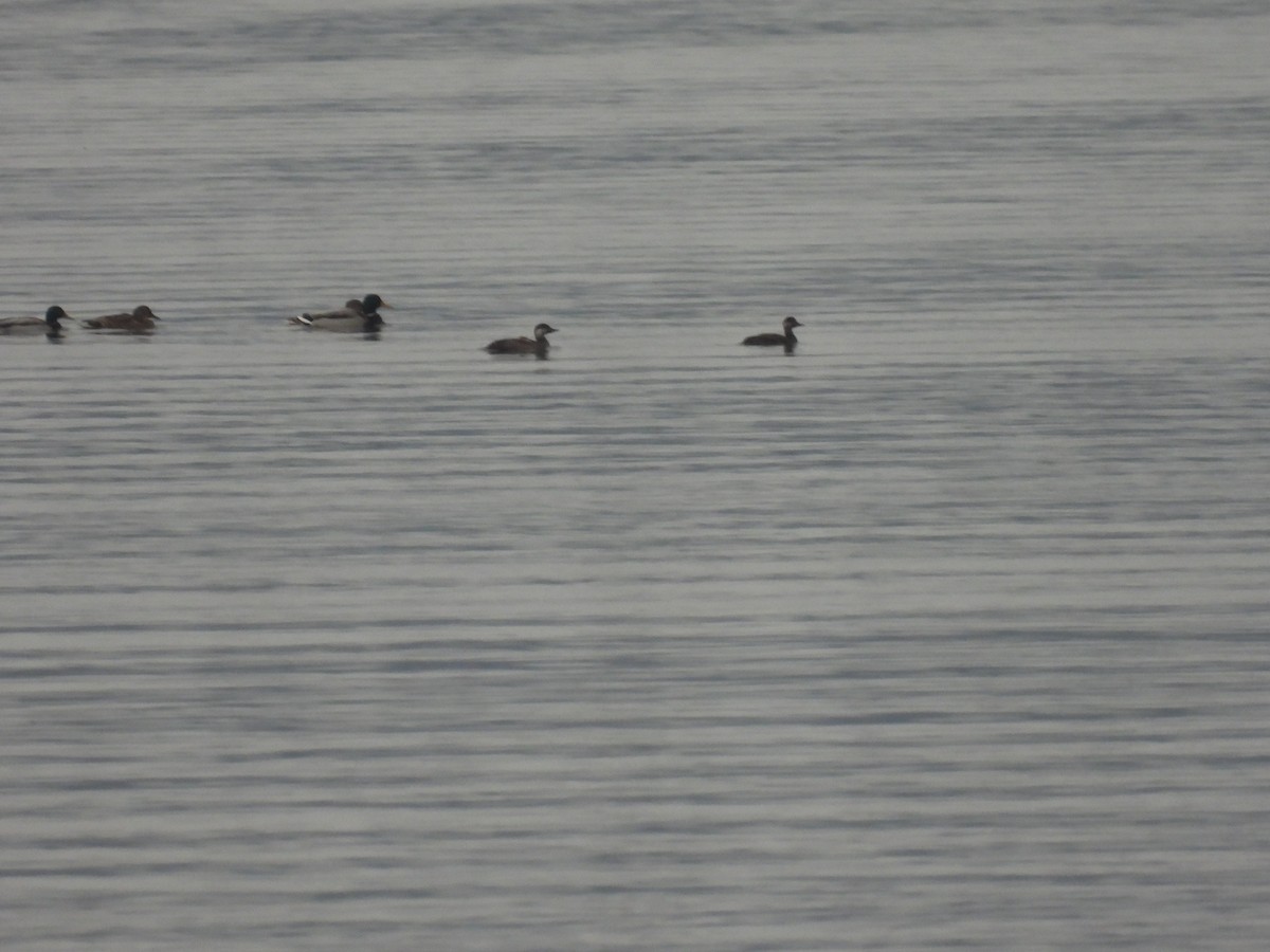 Common Scoter - ML647283909