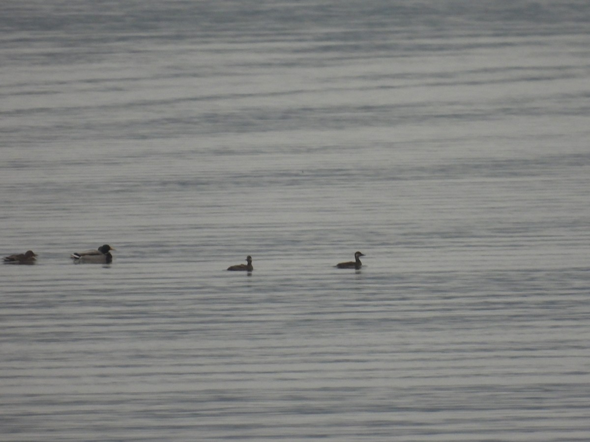 Common Scoter - ML647283910