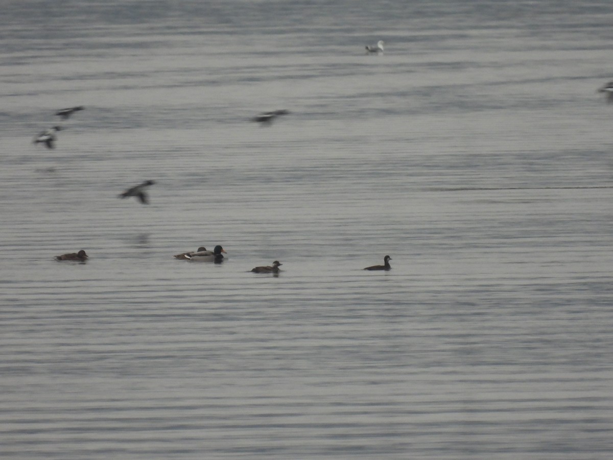 Common Scoter - ML647283911