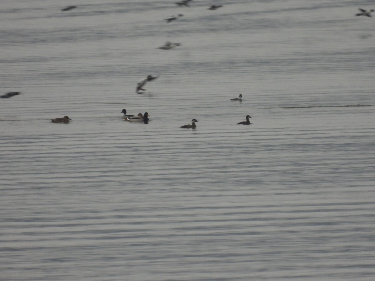 Common Scoter - ML647283912